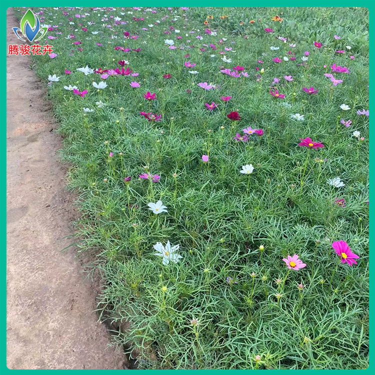 大量供应波斯菊 宿根花卉波斯菊 腾骏花卉 发货快