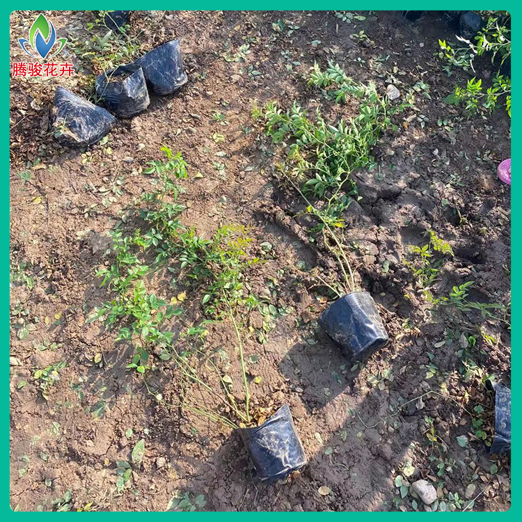 浓香花墙植物 蔷薇 红木香蔷薇出售 基地供应