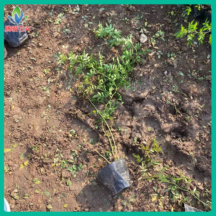 攀援花卉 蔷薇花苗 红木香蔷薇出售 基地供应