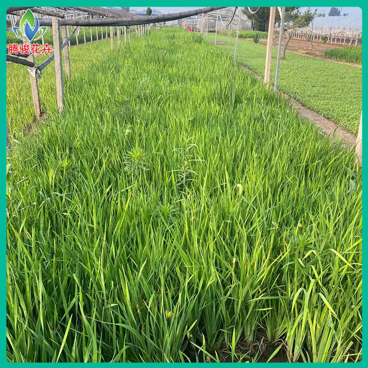 花菖蒲小苗 岸边栽植 水生花卉 花菖蒲批发