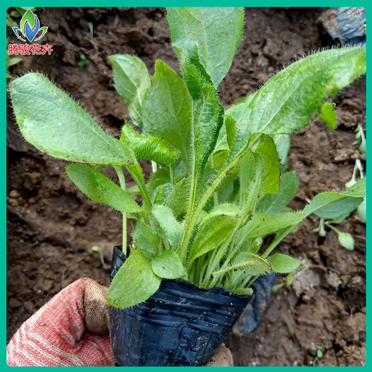 腾骏供应黑心菊小苗 黑心菊批发商 黑心菊批发