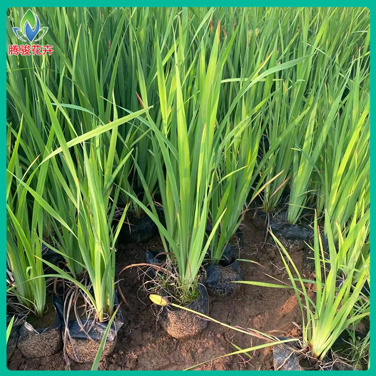 青州花菖蒲培育基地 腾骏 花菖蒲营养杯苗 苗圃起苗装车
