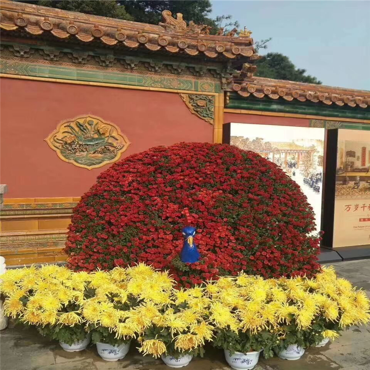 观赏菊花种植基地 菊花批发 节日花卉菊花出售 夏杰花卉