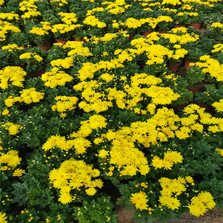 节日菊花批发 菊花苗出售 盆栽菊花价格  夏杰花卉