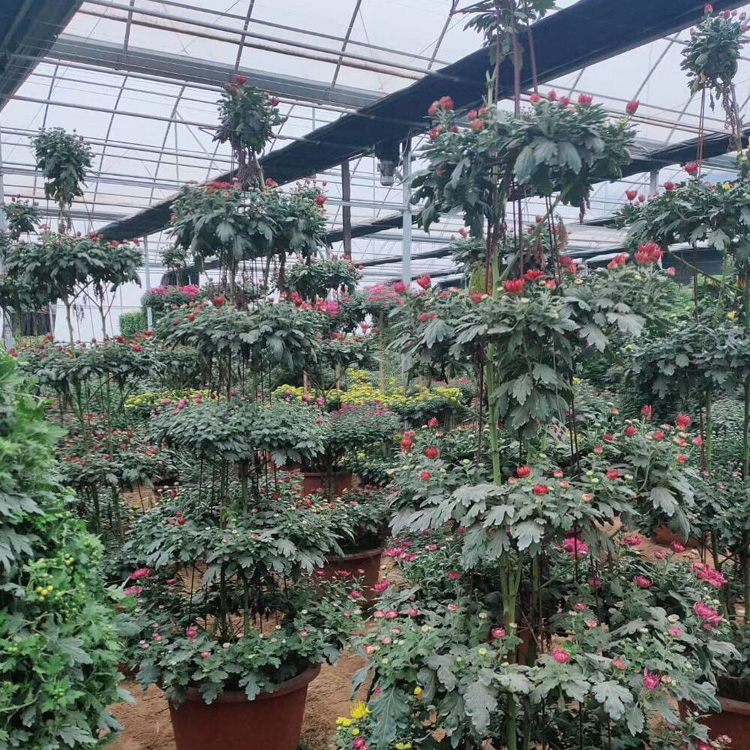 菊花节用菊花供应  菊花造型出售 菊花造型设计施工 夏杰花卉