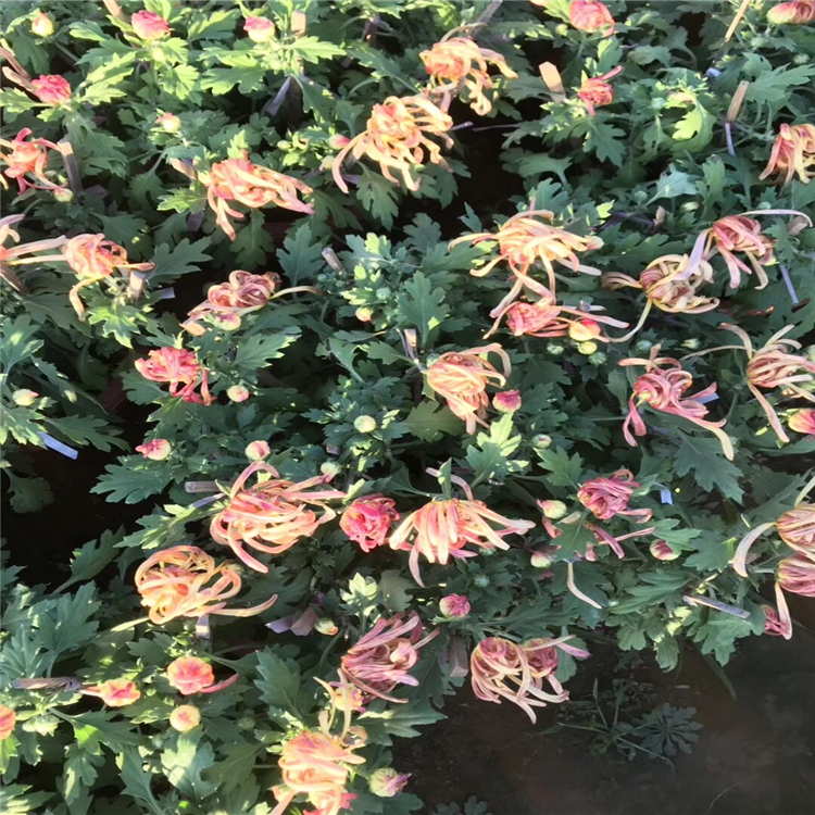观赏菊花批发 观赏菊花组摆造型设计 观赏菊花花苗出售 