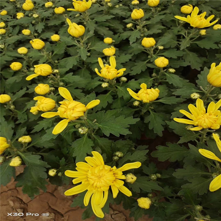 菊花节用菊花 菊花小苗批发价格 节日组摆用盆栽菊花