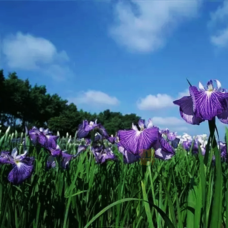 花菖蒲育苗基地  山东供应花菖蒲   营养杯花菖蒲出售 夏杰花卉