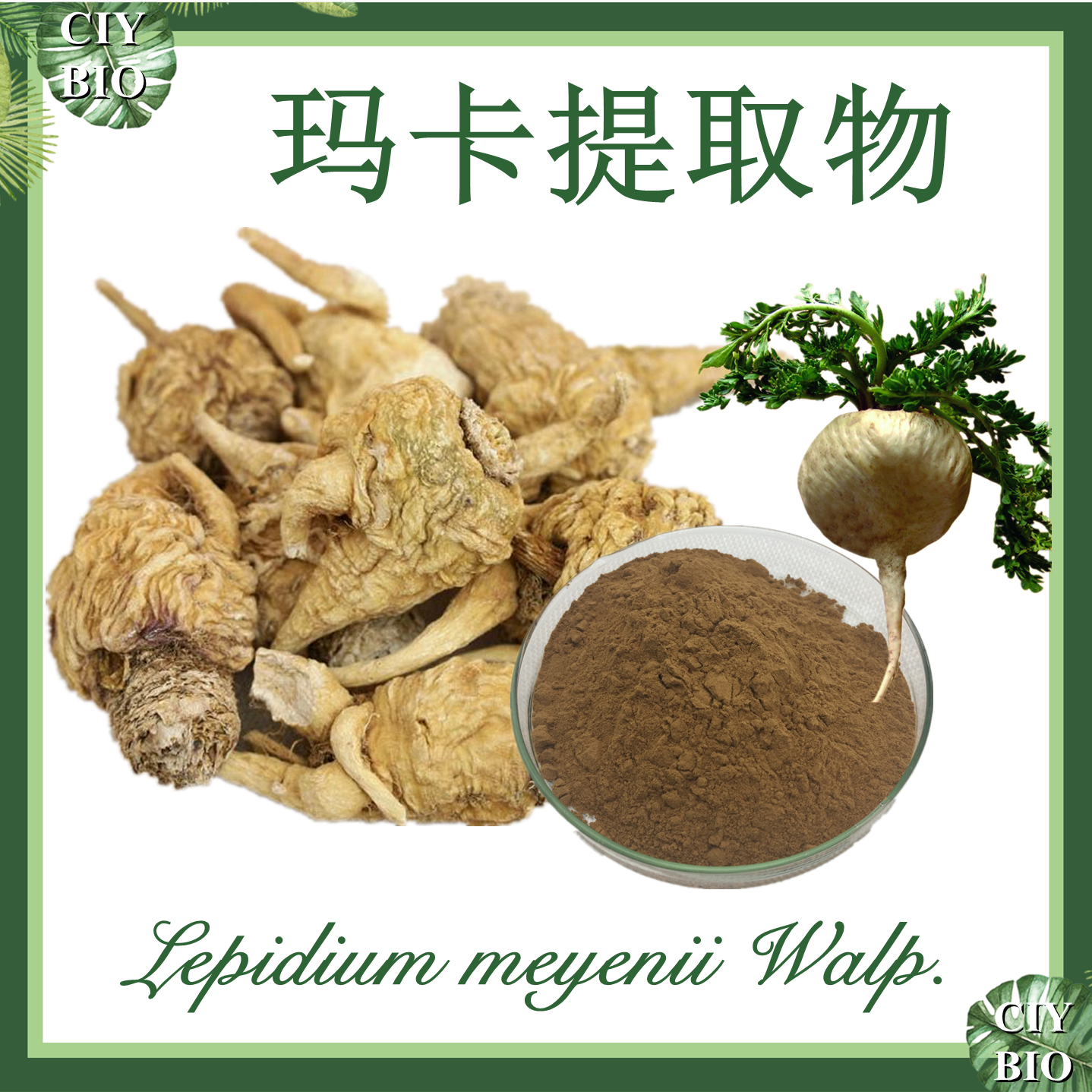 玛卡提取物 10:1 玛咖提取物 Maca Extract 【SC厂家】玛卡粉
