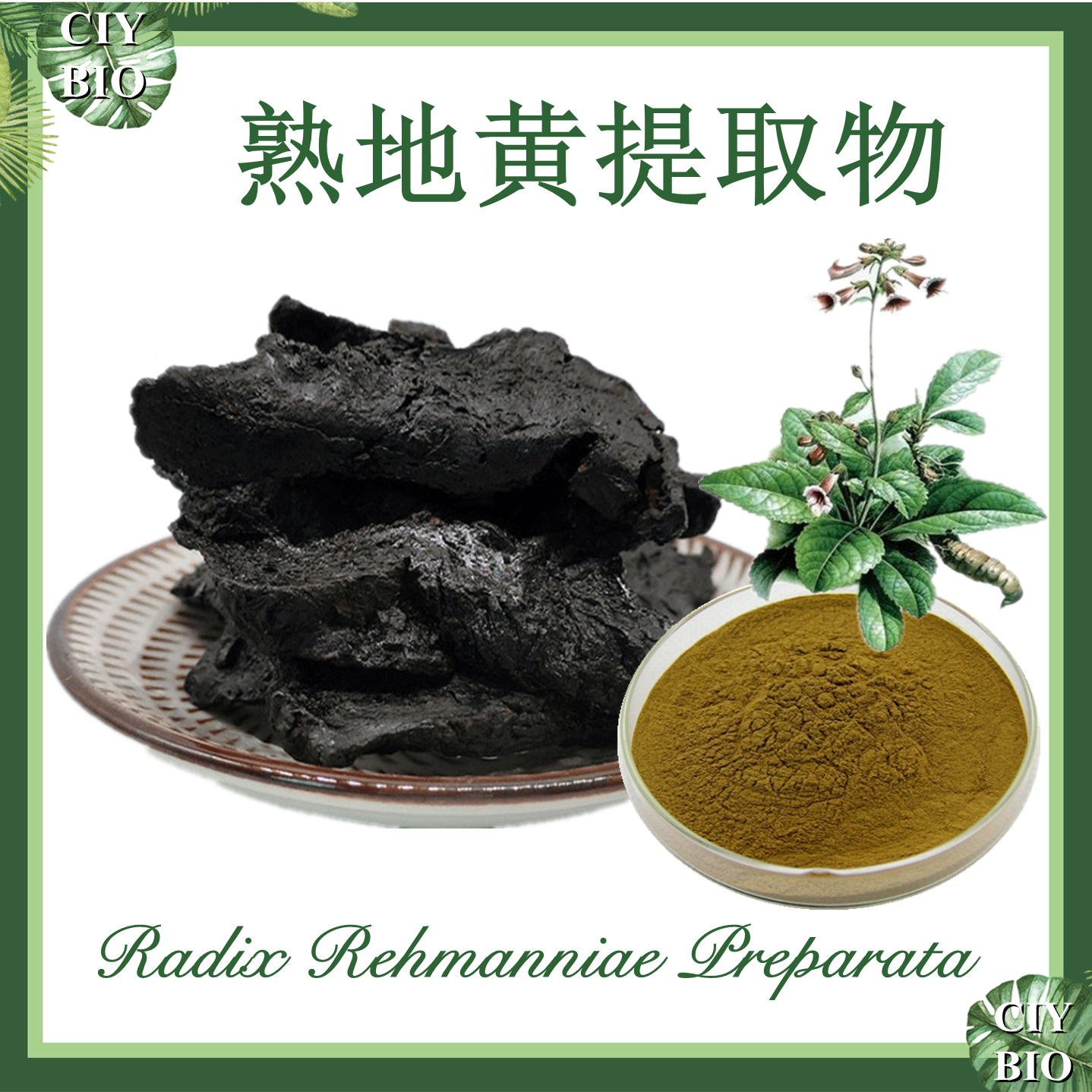 熟地黄提取物 10:1 熟地提取物【SC厂家】浓缩熟地黄粉