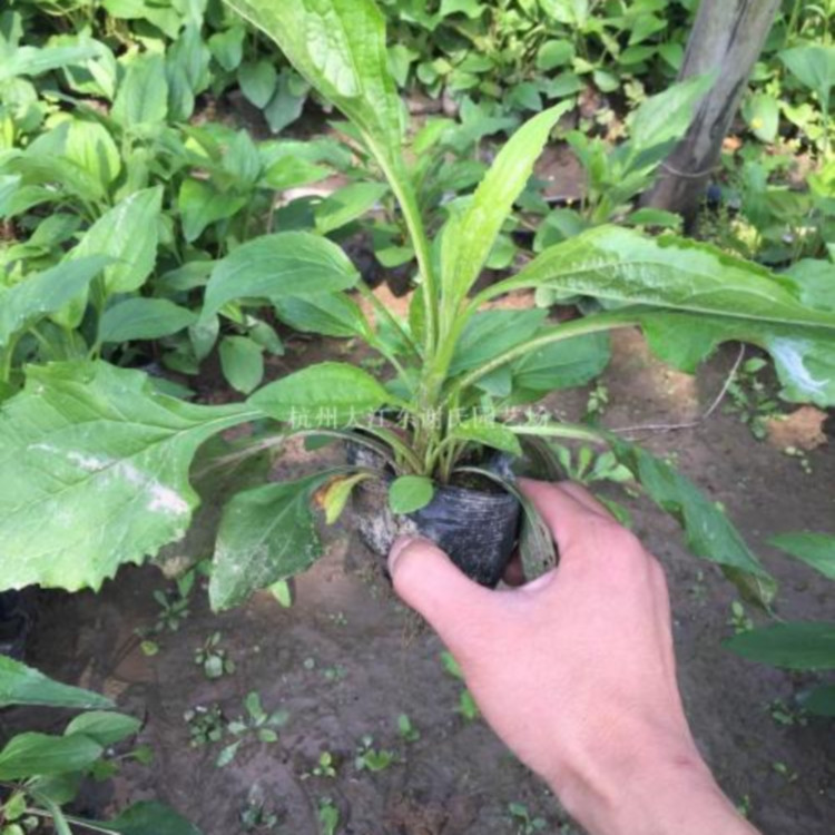多色系松果菊   紫松果菊   花期长 观赏性好