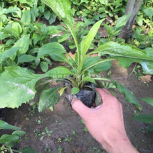 多色系松果菊   紫松果菊   花期长 观赏性好