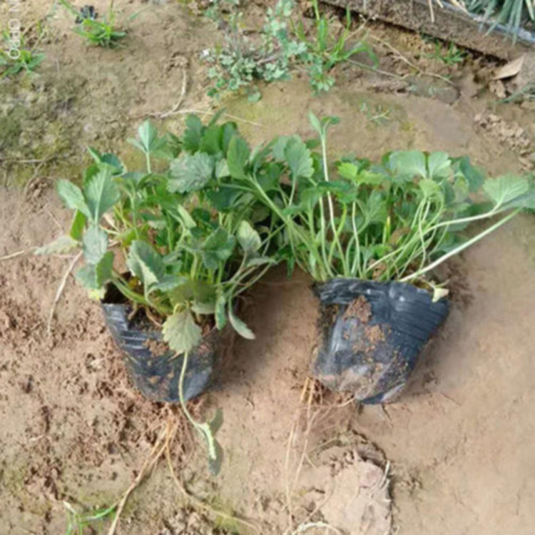 蛇莓小苗   蛇莓种植基地  生长旺盛 成活概率高
