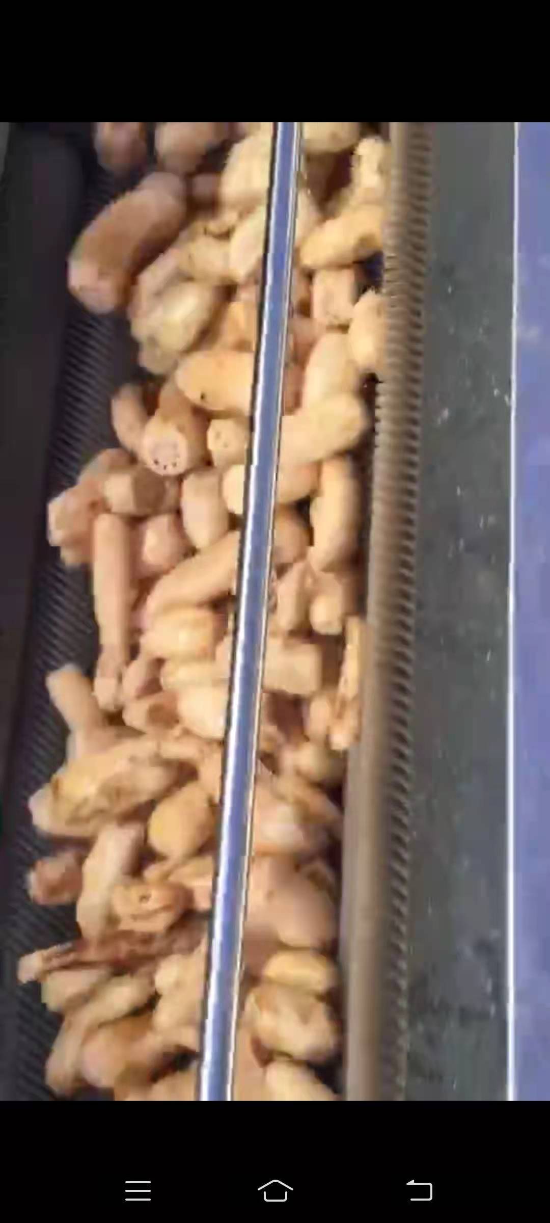 裕科全自动梨自清洗机