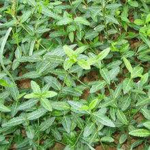 办公室美化绿植  小叶扶芳藤种植基地  适应能力强