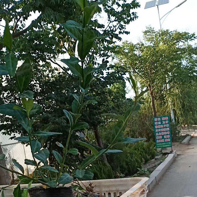 四季常绿  小叶扶芳藤培育基地  生长快耐修剪