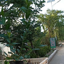 四季常绿  小叶扶芳藤培育基地  生长快耐修剪
