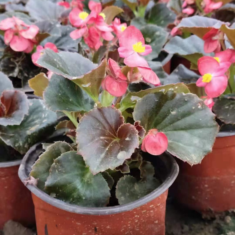 绿叶红花四季海棠 绿叶粉花四季秋海棠种植基地 久顺花卉苗木