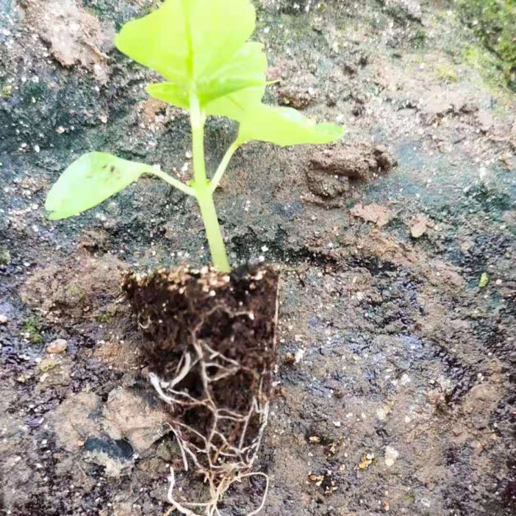 久顺花卉大量供应粉色非洲凤仙穴盘苗 规格200穴 量大价优