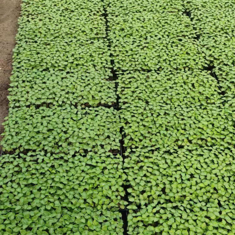 非洲凤仙穴盘苗 粉色 玫红 橙色 规格200穴 久顺花卉