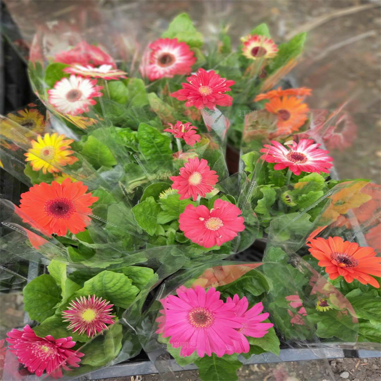 非洲菊盆栽花卉 非洲菊花色优美 非洲菊园林绿化系列 江瑞园艺
