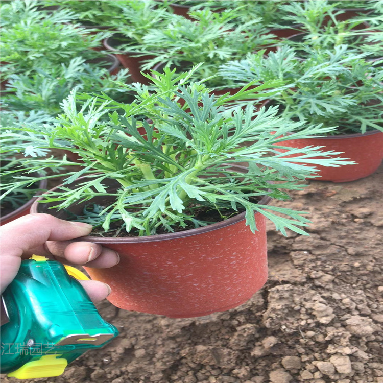 青州姬小菊繁育基地 姬小菊一手货源 无中介 姬小菊花姿优美 江瑞