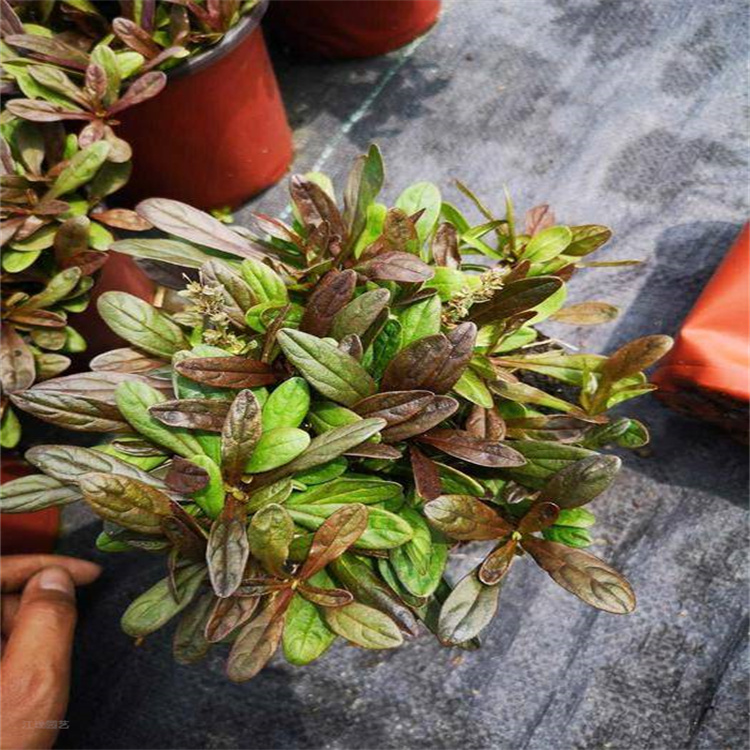 青州多花筋骨草繁育基地 多花筋骨草一手货源 无中间商 江瑞园艺