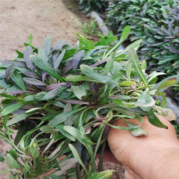 山东多花筋骨草株型美观 多花筋骨草适应能力强 花期长 欢迎询价 江瑞园艺