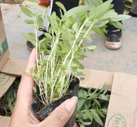 时令草花  千屈菜营养杯  花朵繁茂，花期长