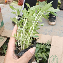 时令草花  千屈菜营养杯  花朵繁茂，花期长