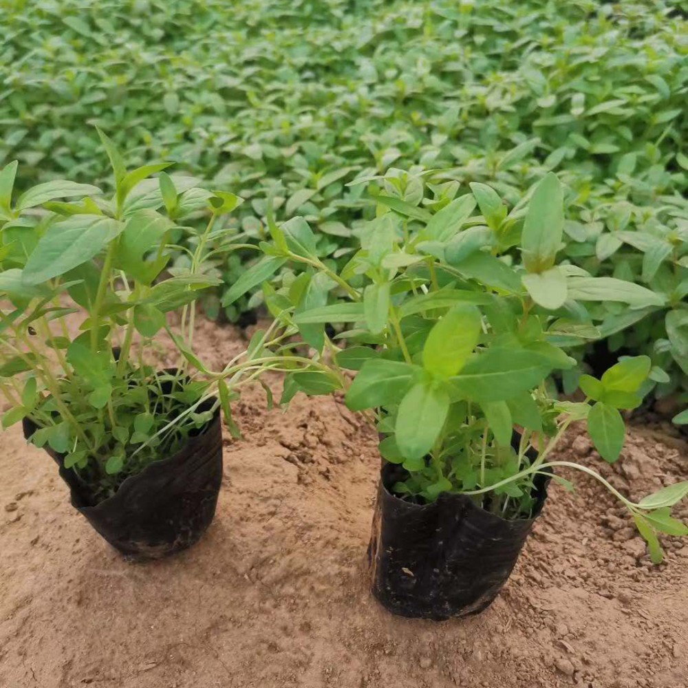 观赏盆栽  千屈菜价格  喜阳光湿润