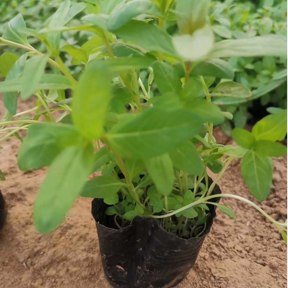 荷塘绿化千屈菜  对叶莲  全株青绿色，观赏性好