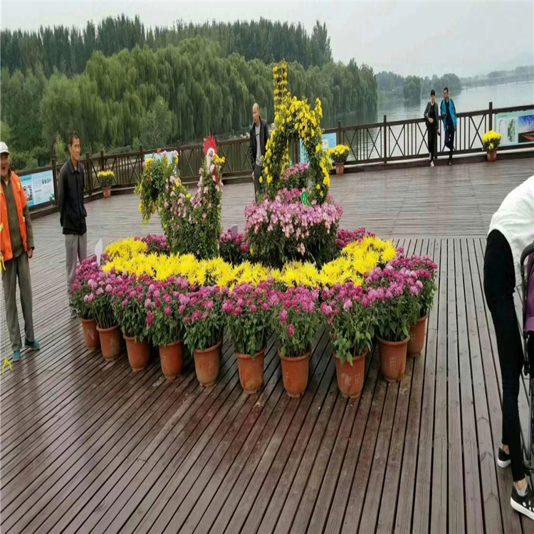 节日菊花组摆  广场组摆用菊花  盆栽组摆菊花出售 夏杰花卉