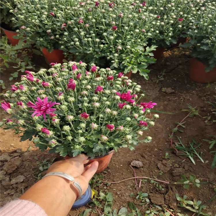 观赏盆栽大菊花出售  大菊花品种 成新 麦浪 开丰红，金玉满堂，满江红