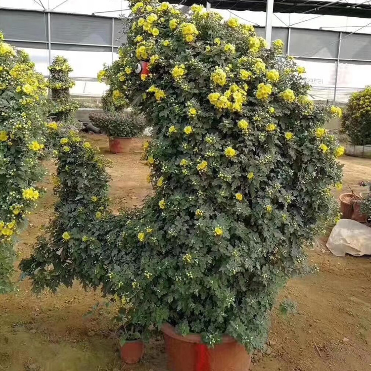 十一菊花品种  造型菊花组摆  造型菊花出售  夏杰花卉