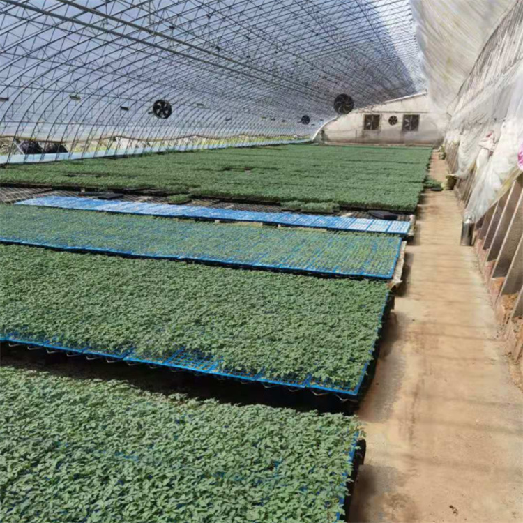 耐热番茄种苗价格 山东耐热番茄种苗 价格优惠