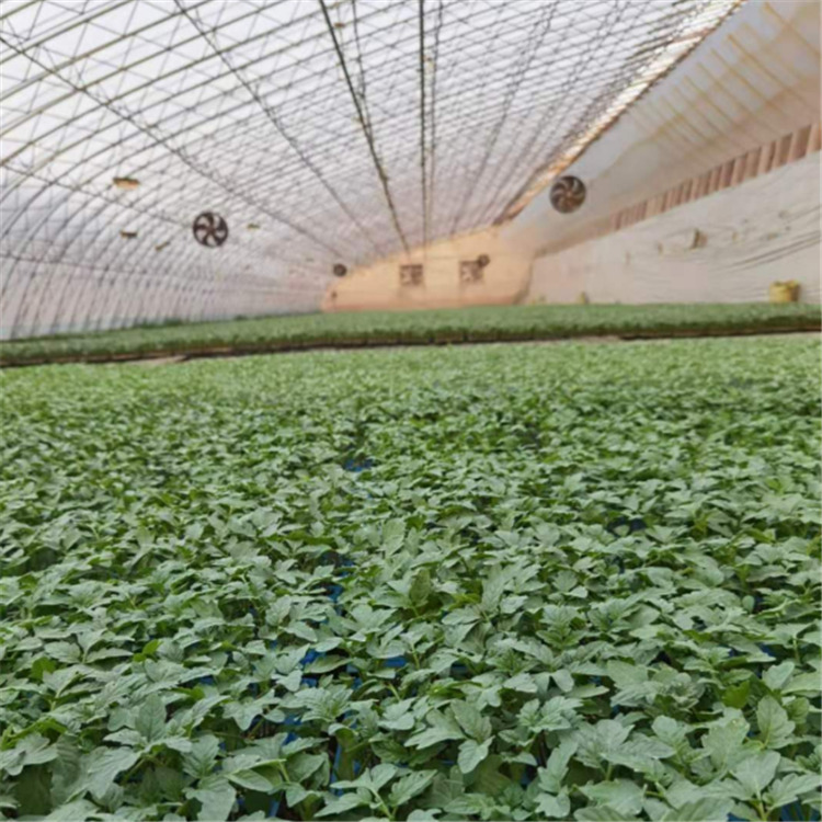 西红柿种苗批发 颖霖出售西红柿种苗 量大价优