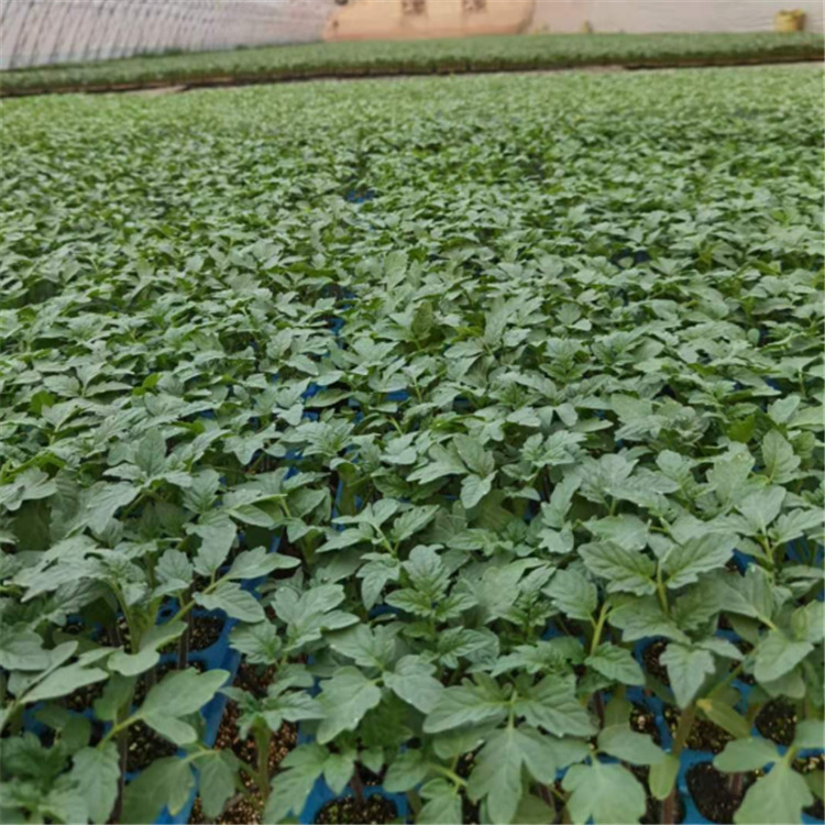 大红番茄种苗批发 产地直供大红番茄种苗 抗叶霉病
