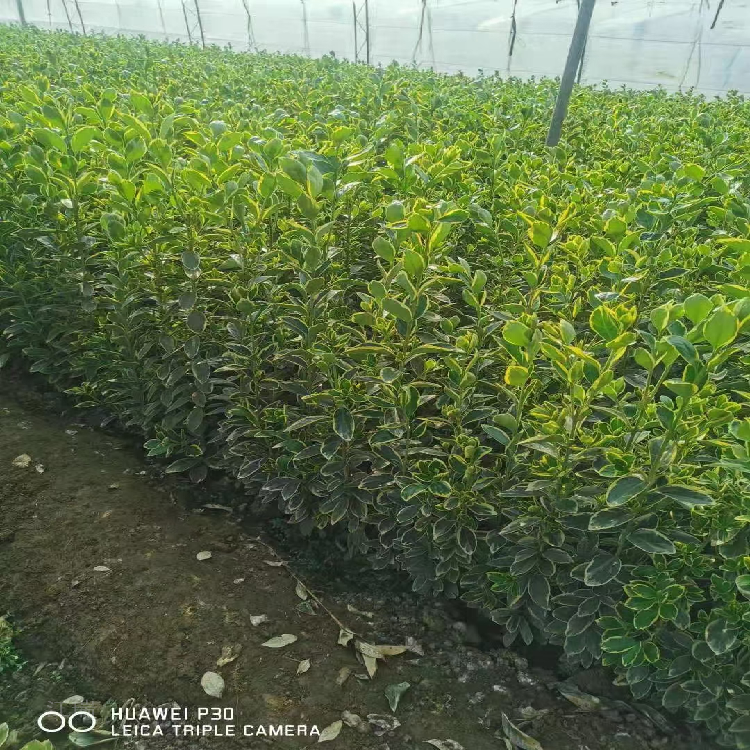 江瑞金边黄杨培养基地 金边黄杨分枝多 山东金边冬青大型种植基地