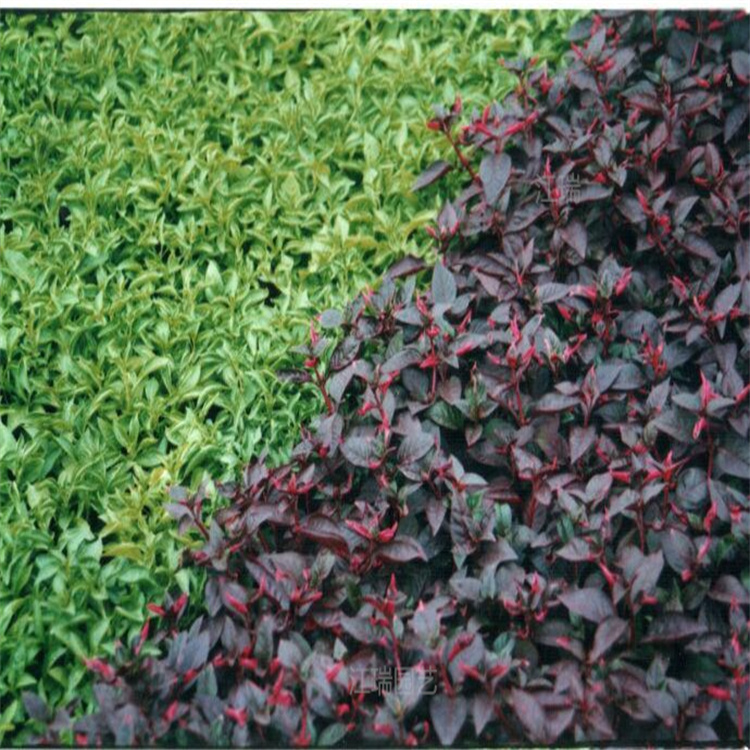 青州五色草颜色齐全 五色草一手货源 绿雕植物五色草 江瑞园艺