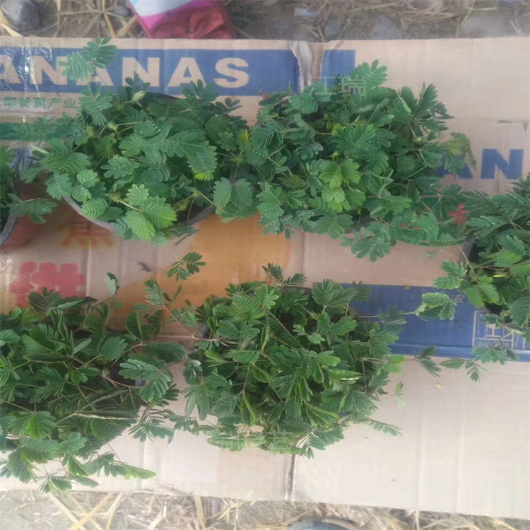 山东含羞草种植基地 含羞草成活高 绿化含羞草价格优惠 江瑞园艺