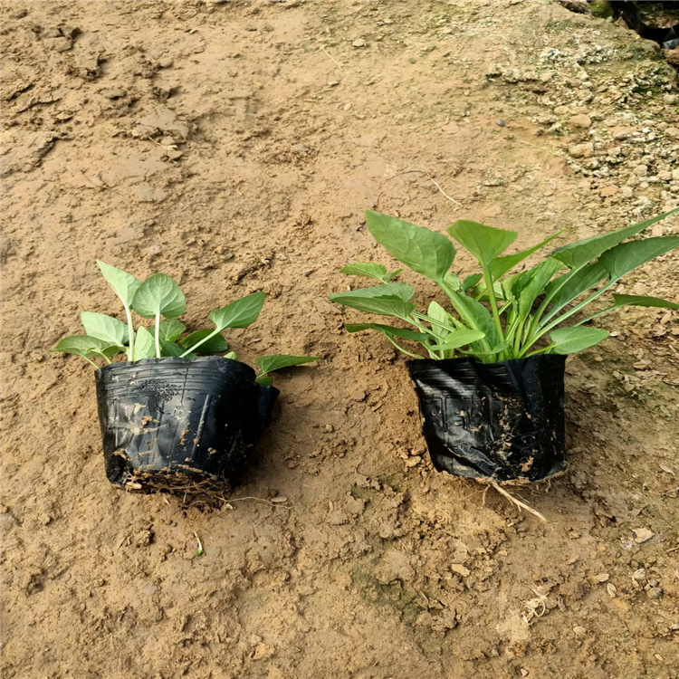江瑞松果菊花海杯苗现货 松果菊数量多 松果菊多种规格 欢迎选购