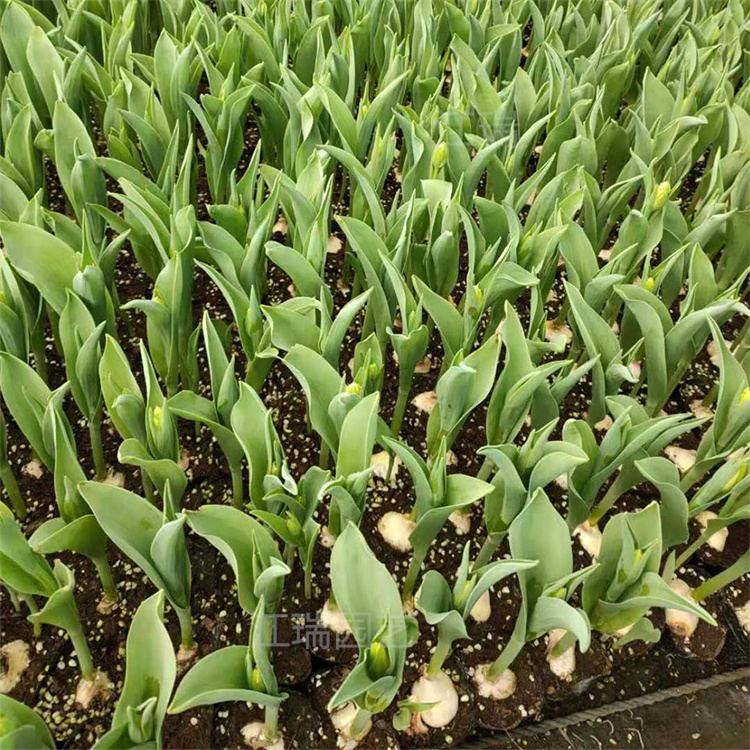 青州郁金香花色优美 可成片 可丛植 景区公园绿化花卉系列 数量多 欢迎询价