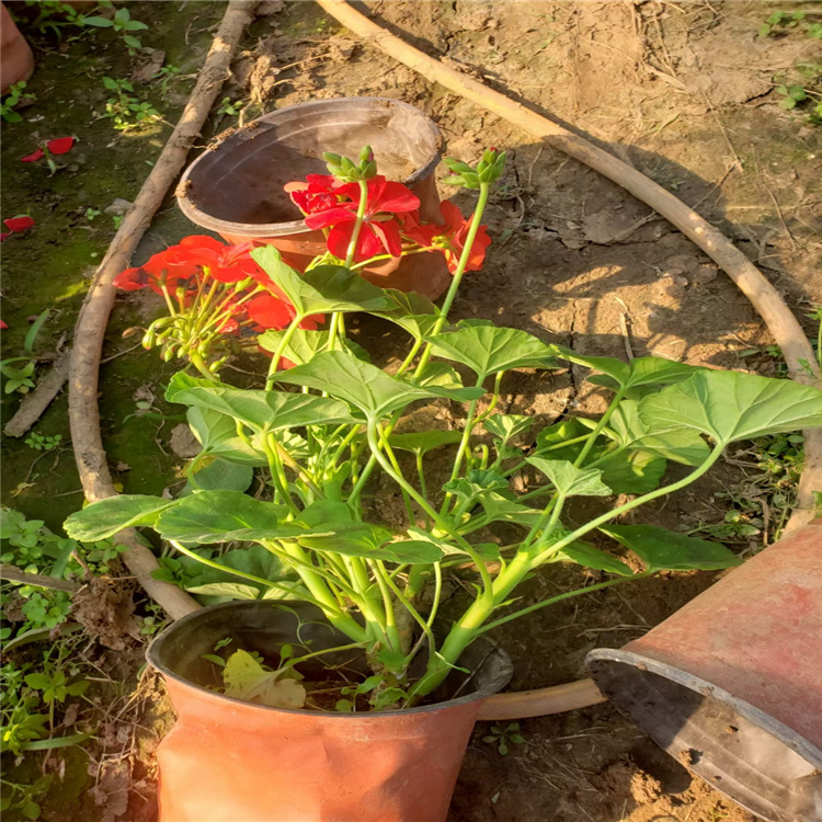 青州天竺葵花色优美 天竺葵盆栽花卉 天竺葵一手货源 无中介
