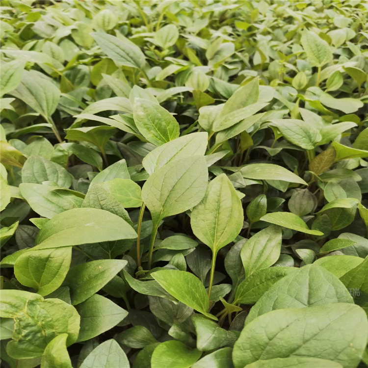 青州松果菊质量好价格低 松果菊花色齐全 江瑞松果菊种植基地欢迎您