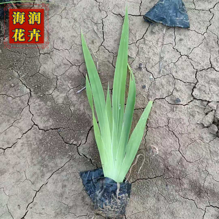 鸢尾 宿根草花水生鸢尾小苗 湿地绿化鸢尾花杯苗 海润花卉 现货供应