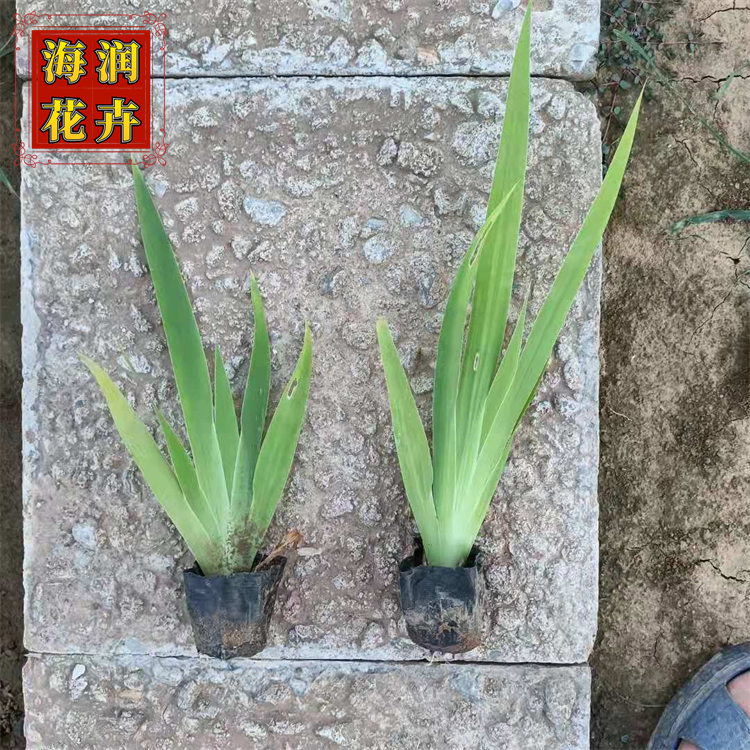 蓝花鸢尾 绿化用鸢尾小苗批发 水体绿化鸢尾工程苗 海润花卉 现货供应