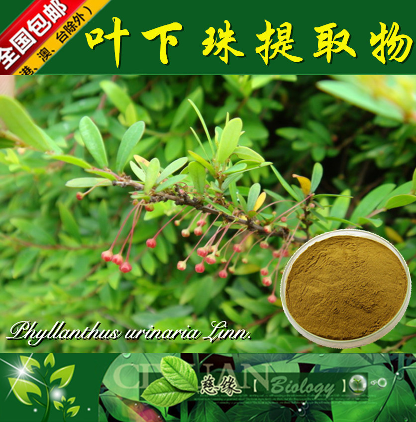 叶下珠提取物 10:1 珍珠草提取物 【SC厂家】叶下珠浓缩粉
