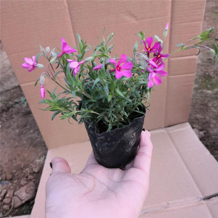 丛生福禄考种植基地 青北源丛生福禄考 量大价优