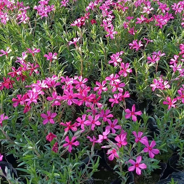 山东芝樱小苗 芝樱小苗批发 品种齐全